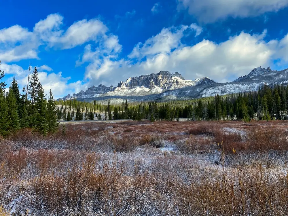 Snow-dusted shrubs and grass in a meadow with evergreen trees, and rugged, snow-capped mountains under a bright blue sky with fluffy white clouds.